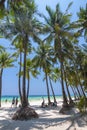 Boracay, Malay, Aklan, Philippines - Coconut trees near Station 1 of the popular White Beach in Boracay Island