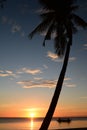 Palm tree silhouette at sunset. Boracay Island. Western Visayas. Philippines