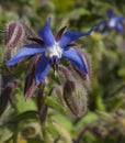 Borage