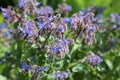 Borage Royalty Free Stock Photo