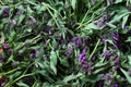 Starflower, Borago Officinalis background.