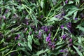 Starflower, Borago Officinalis background.