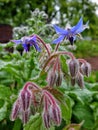 Borage borago blue flowers grass cucumber Royalty Free Stock Photo