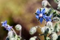 Borage Borago officinalis , also known as a starflower, is an annual herb in the flowering plant family Boraginaceae Royalty Free Stock Photo