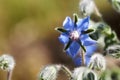 Borage Borago officinalis , also known as a starflower, is an annual herb in the flowering plant family Boraginaceae Royalty Free Stock Photo