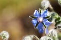 Borage Borago officinalis , also known as a starflower, is an annual herb in the flowering plant family Boraginaceae Royalty Free Stock Photo