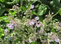 Borage or Borago officinalis, also known as a starflower Royalty Free Stock Photo