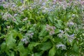 Borage (borago officinalis), also known as a starflower is growing in the garden for culinary and medicinal uses Royalty Free Stock Photo