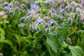 Borage (borago officinalis), also known as a starflower is growing in the garden for culinary and medicinal uses Royalty Free Stock Photo