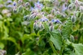 Borage (borago officinalis), also known as a starflower is growing in the garden for culinary and medicinal uses Royalty Free Stock Photo