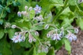 Borage (borago officinalis), also known as a starflower is growing in the garden for culinary and medicinal uses Royalty Free Stock Photo