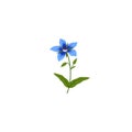 Borage or Borago officinalis also known as starflower