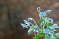 Borage - Borago officinalis Royalty Free Stock Photo