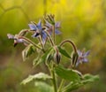 Borage blue starflower annual herb edible leaves