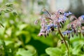 Borage ,Borago officinalis