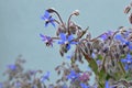 Borage Borago officinalis