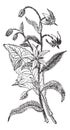 Borage or Borago officinalis, flowers, vintage engraving