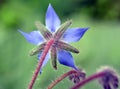 Borage (Borago officinalis) grows in nature Royalty Free Stock Photo