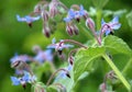 Borage (Borago officinalis) grows in nature Royalty Free Stock Photo