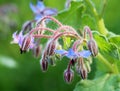 Borage (Borago officinalis) grows in nature Royalty Free Stock Photo