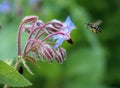 Borage (Borago officinalis) grows in nature Royalty Free Stock Photo