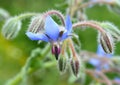 Borage (Borago officinalis) grows in nature Royalty Free Stock Photo