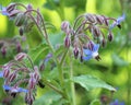 Borage (Borago officinalis) grows in nature Royalty Free Stock Photo