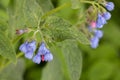 Borage, Borago officinalis, is an important medicinal and medicinal plant