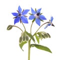 Borage Borago officinalis Royalty Free Stock Photo