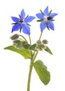 Borage Borago officinalis Royalty Free Stock Photo