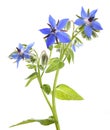 Borage  Borago officinalis Royalty Free Stock Photo