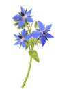 Borage  Borago officinalis Royalty Free Stock Photo