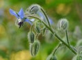 Borage Royalty Free Stock Photo