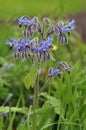 Borage Royalty Free Stock Photo