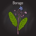 Borage Borago officinalis , or starflower, culinary and medicinal plant