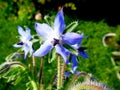Borage, Borago officinalis , starflower, family Boraginaceae. Borretsch Royalty Free Stock Photo