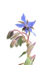 Borage (Borago officinalis) Royalty Free Stock Photo