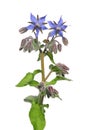 Borage (Borago officinalis) Royalty Free Stock Photo