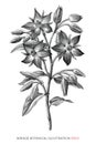 Borage botanical vintage illustration black and white clip art