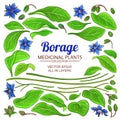 Borage elements set