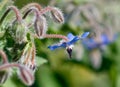 Borage flower Royalty Free Stock Photo