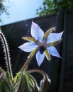 Borage Flower Royalty Free Stock Photo