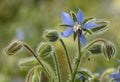 Borage flower Royalty Free Stock Photo