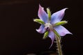 Borage flower with dark background