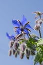 Borage flower macro