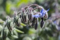 Borage Flower Pods - No Open Flowers