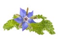 Borage flower starflower isolated on white Royalty Free Stock Photo