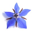 Borage flower Royalty Free Stock Photo