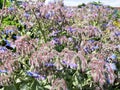 Borage, flowers, beautiful, blue, my garde, Royalty Free Stock Photo