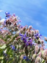 Borage, flowers, beautiful, colourful, background, colour, blue, garden Royalty Free Stock Photo